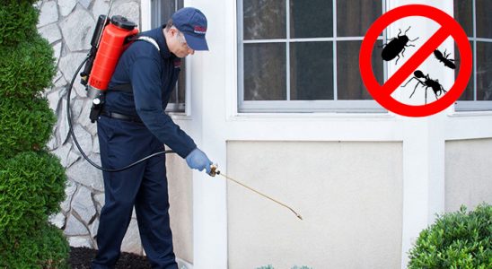Düzköy Kemirgen İlaçlama böcek ilaçlama ve haşere kontrolü — ilaclama-tr.com